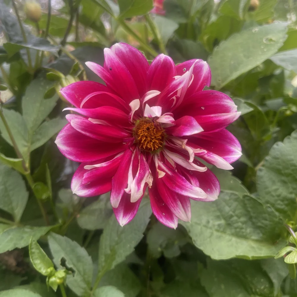 Dahlia 'Dandy Improved Mix' - 7