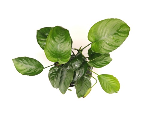 Dennerle Plants Anubias Barteri XXL
