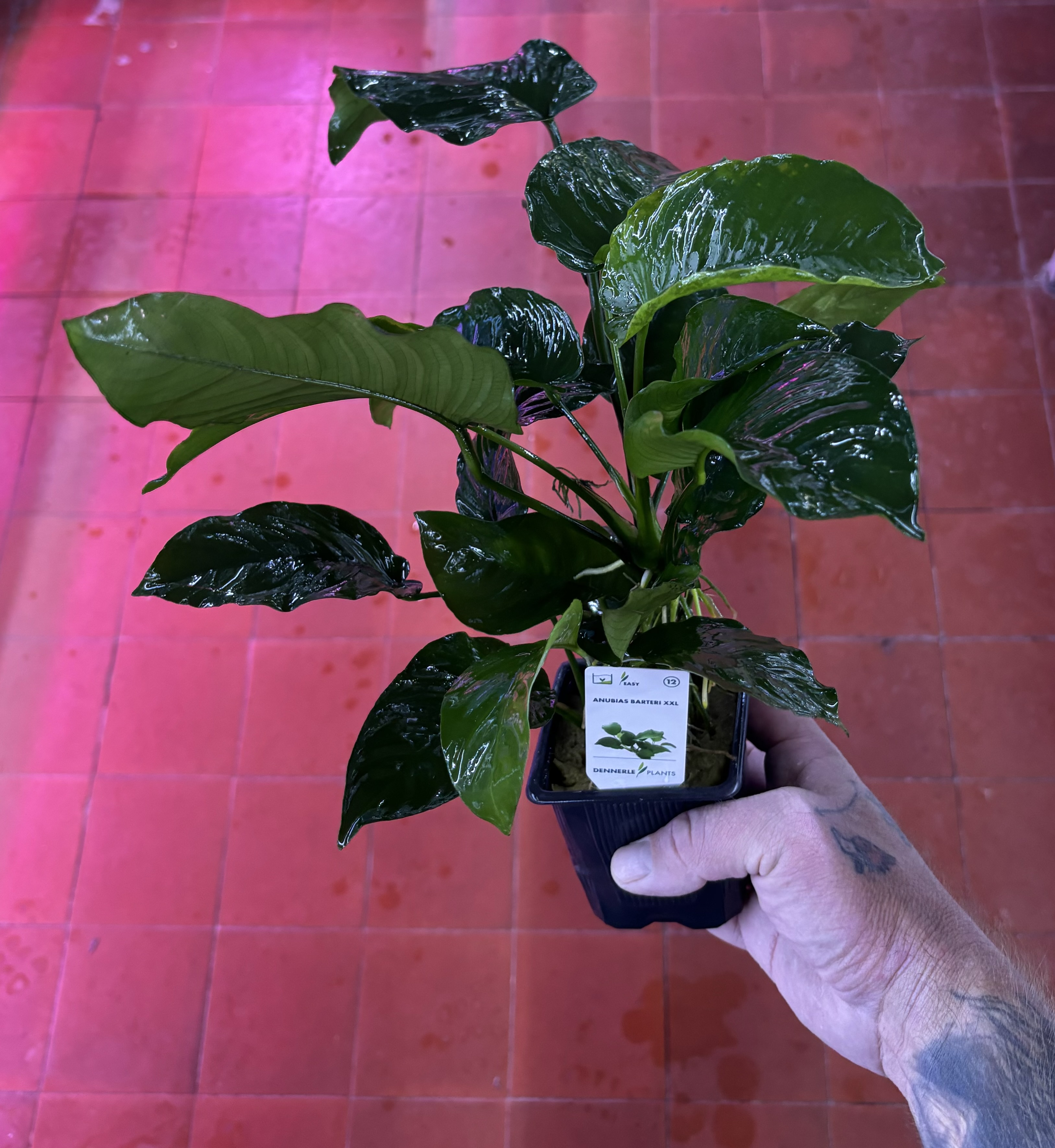 Dennerle Plants Anubias Barteri XXL - 2