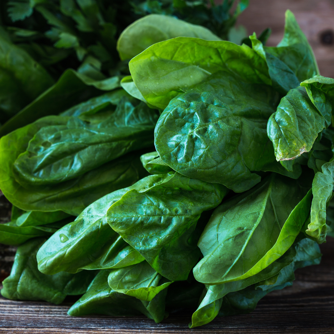 Ekologisk Spenat - Giant Winter - Kultursort