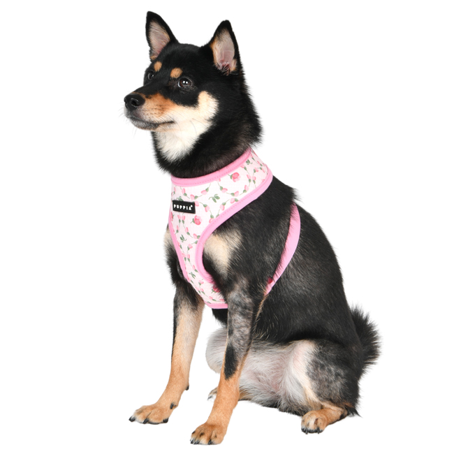 Puppia Sele Modell-A Florian Rosa  - 2