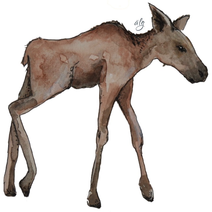 Älgbody - 2