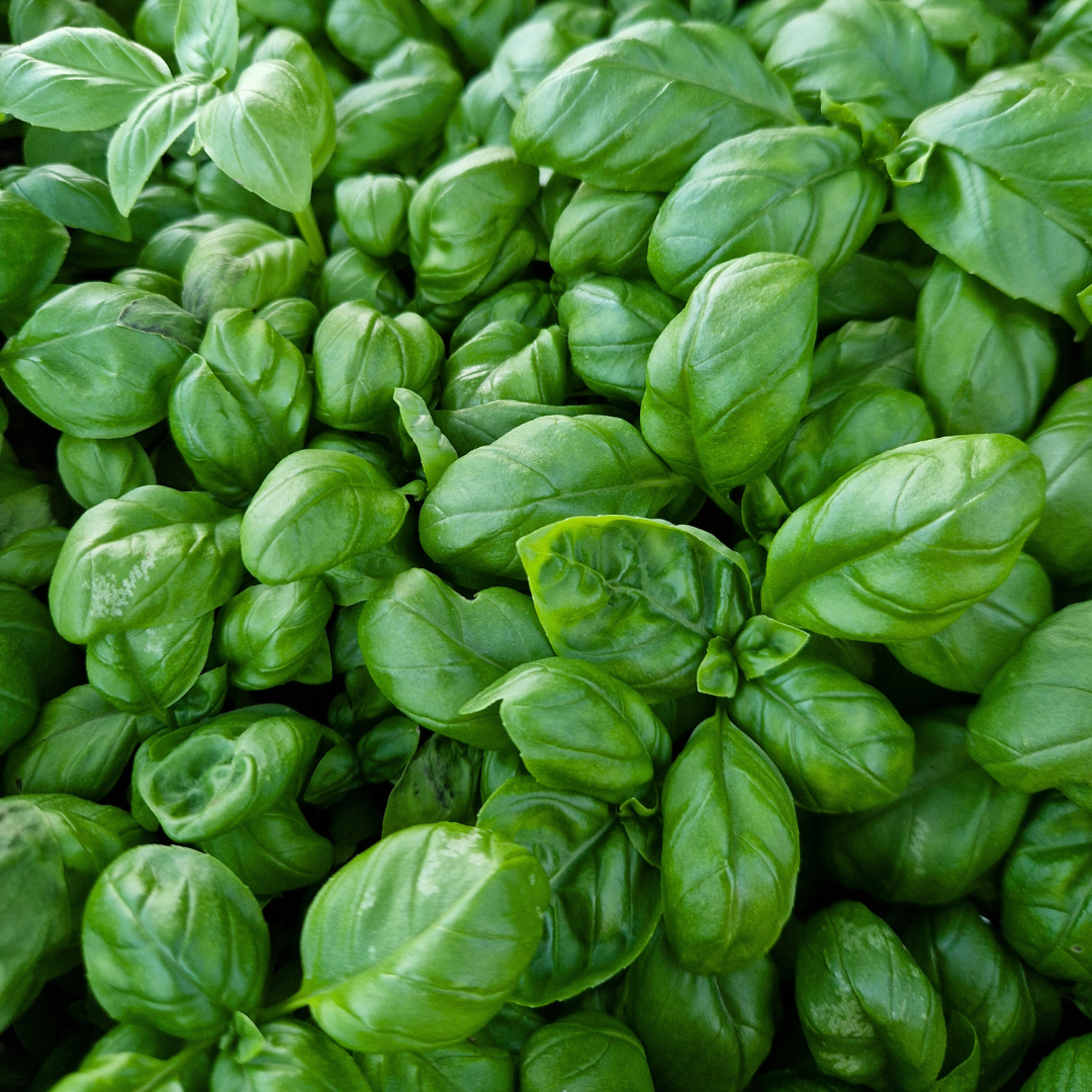 Ekologisk Basilika - Genovese - Kultursort