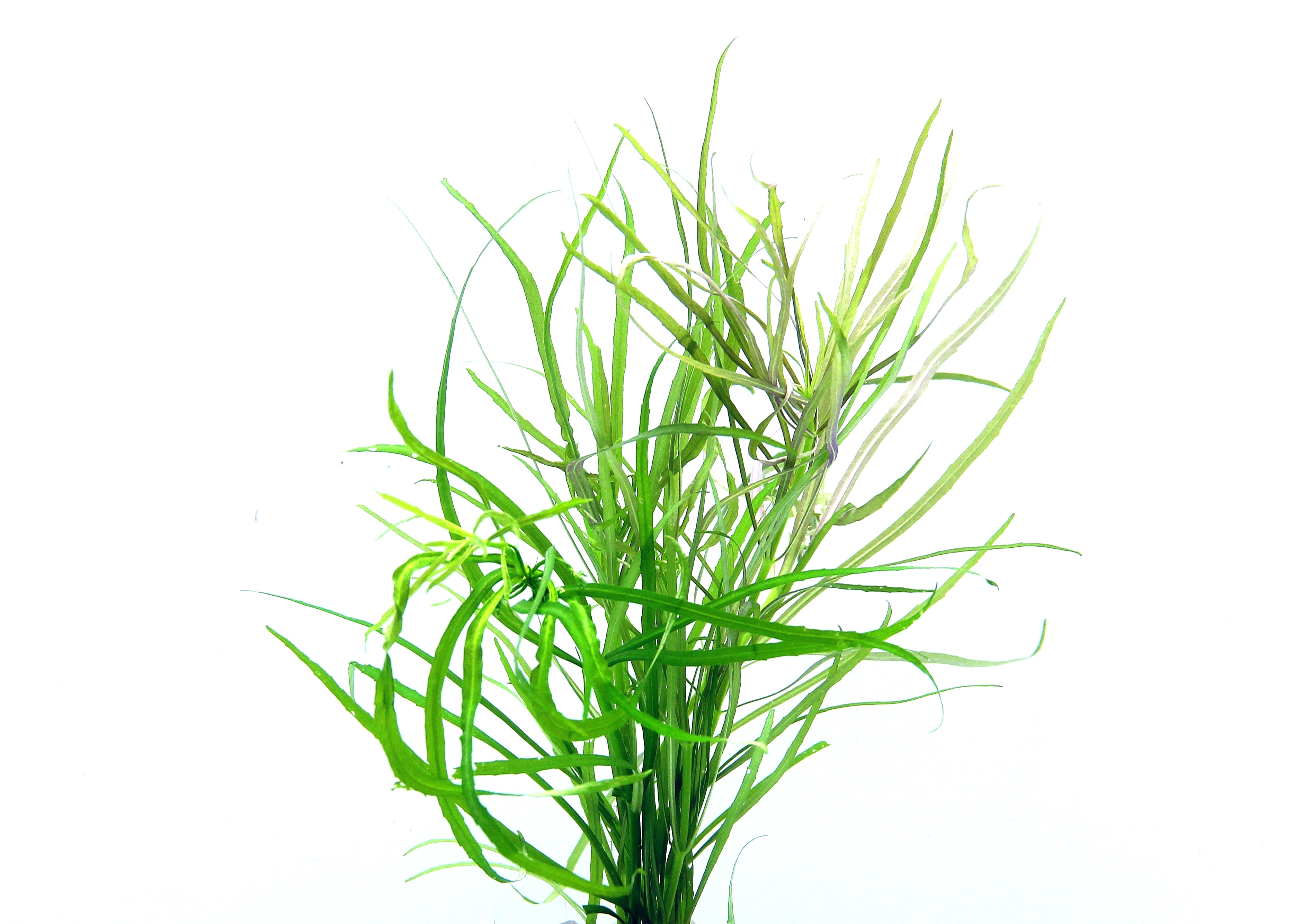 Dennerle Plants Pogostemon Quadrifolius i Kruka - 2