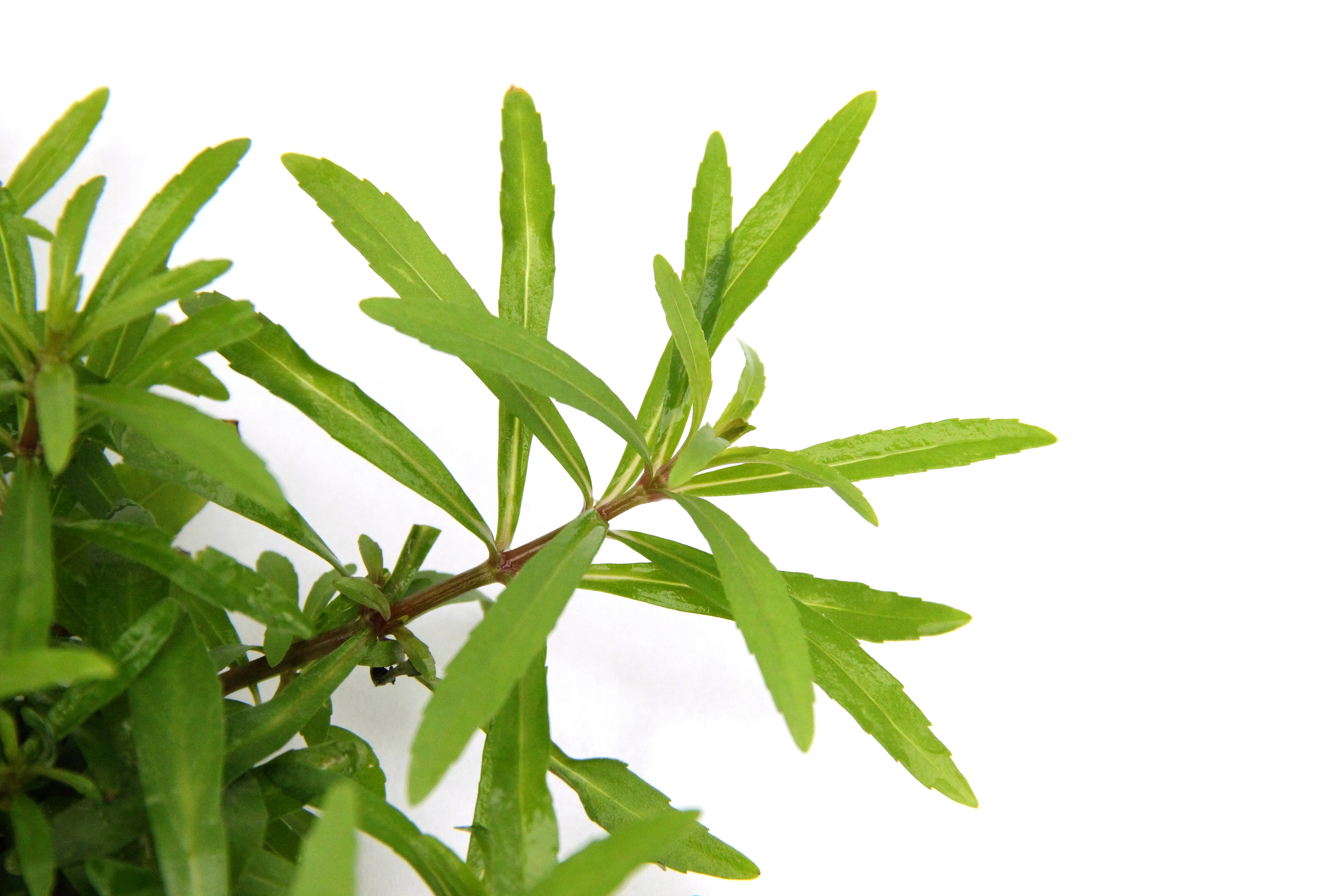 Dennerle Plants Pogostemon Quadrifolius i Kruka - 3
