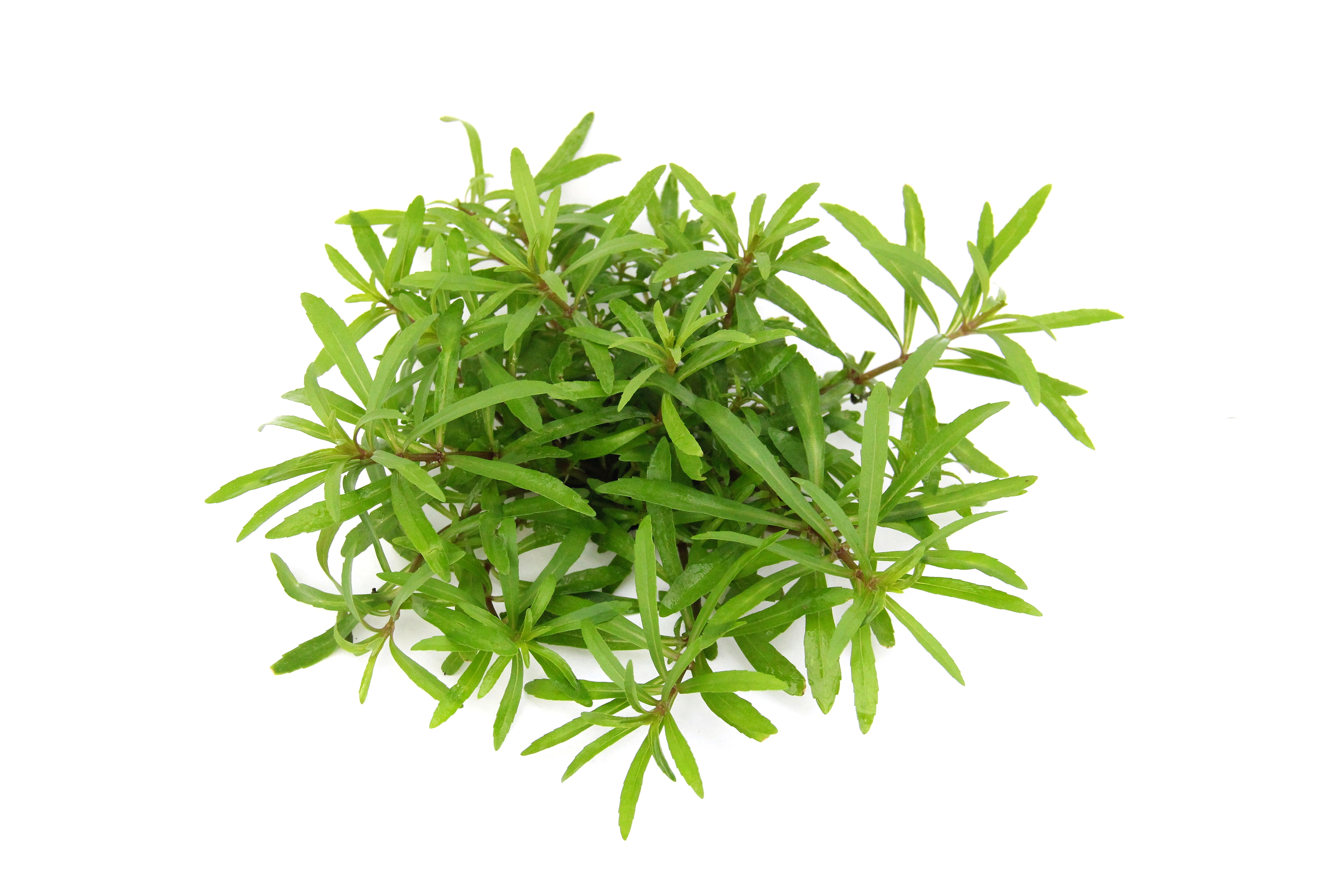 Dennerle Plants Pogostemon Quadrifolius i Kruka