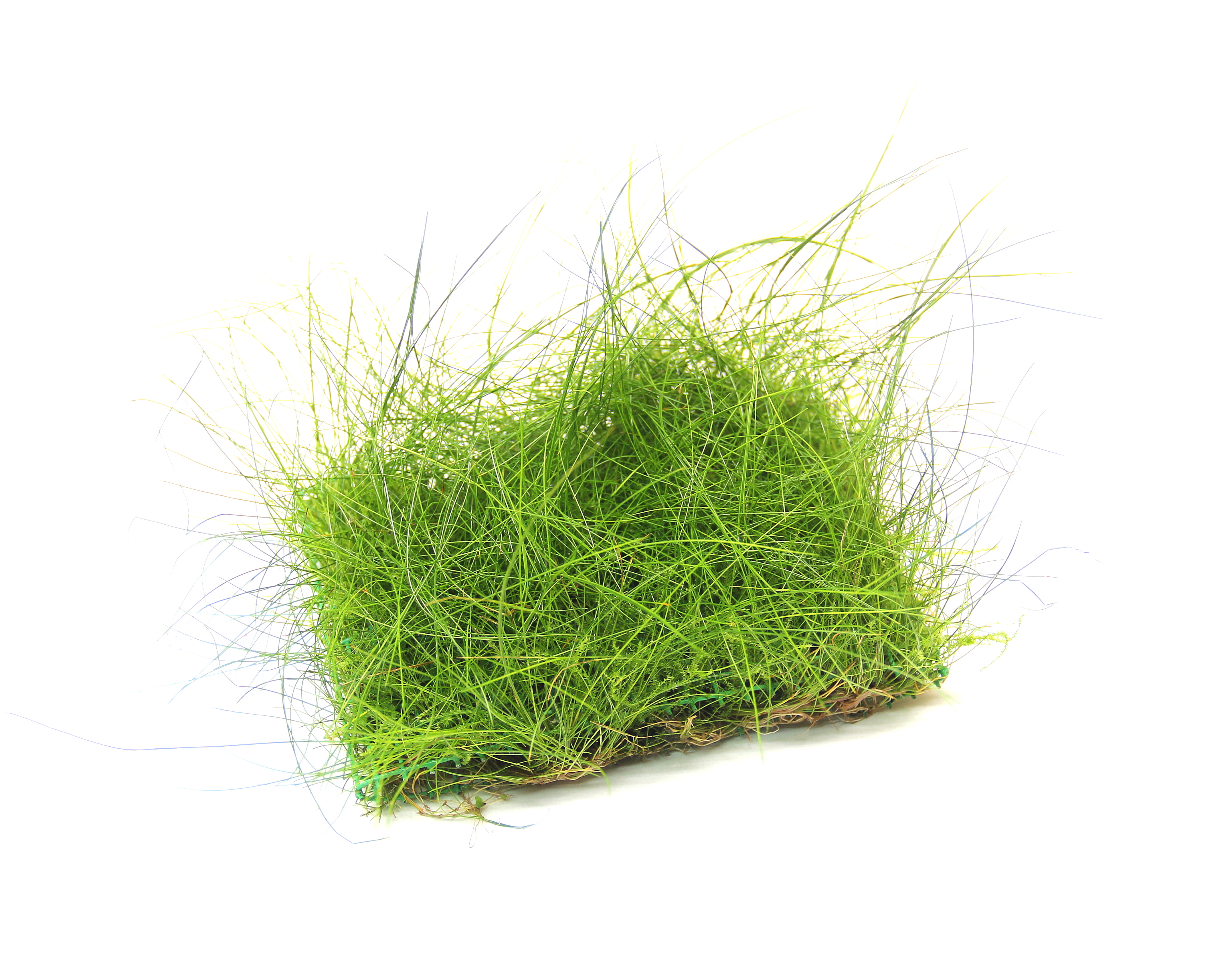 Dennerle Plants Eleocharis Acicularis på platta 9x9cm