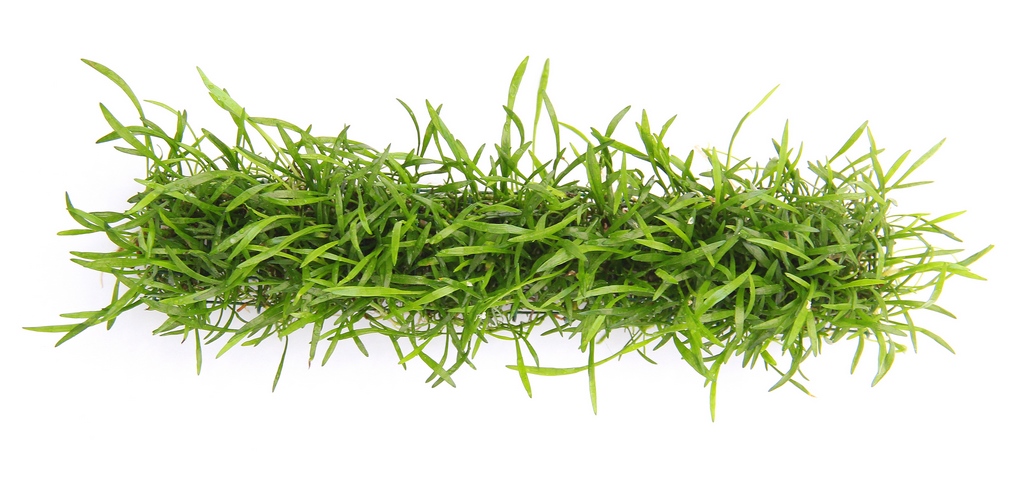 Dennerle Plants Lilaeopsis Brasiliensis på platta 3x18cm