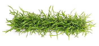 Dennerle Plants Lilaeopsis Brasiliensis på platta 3x18cm