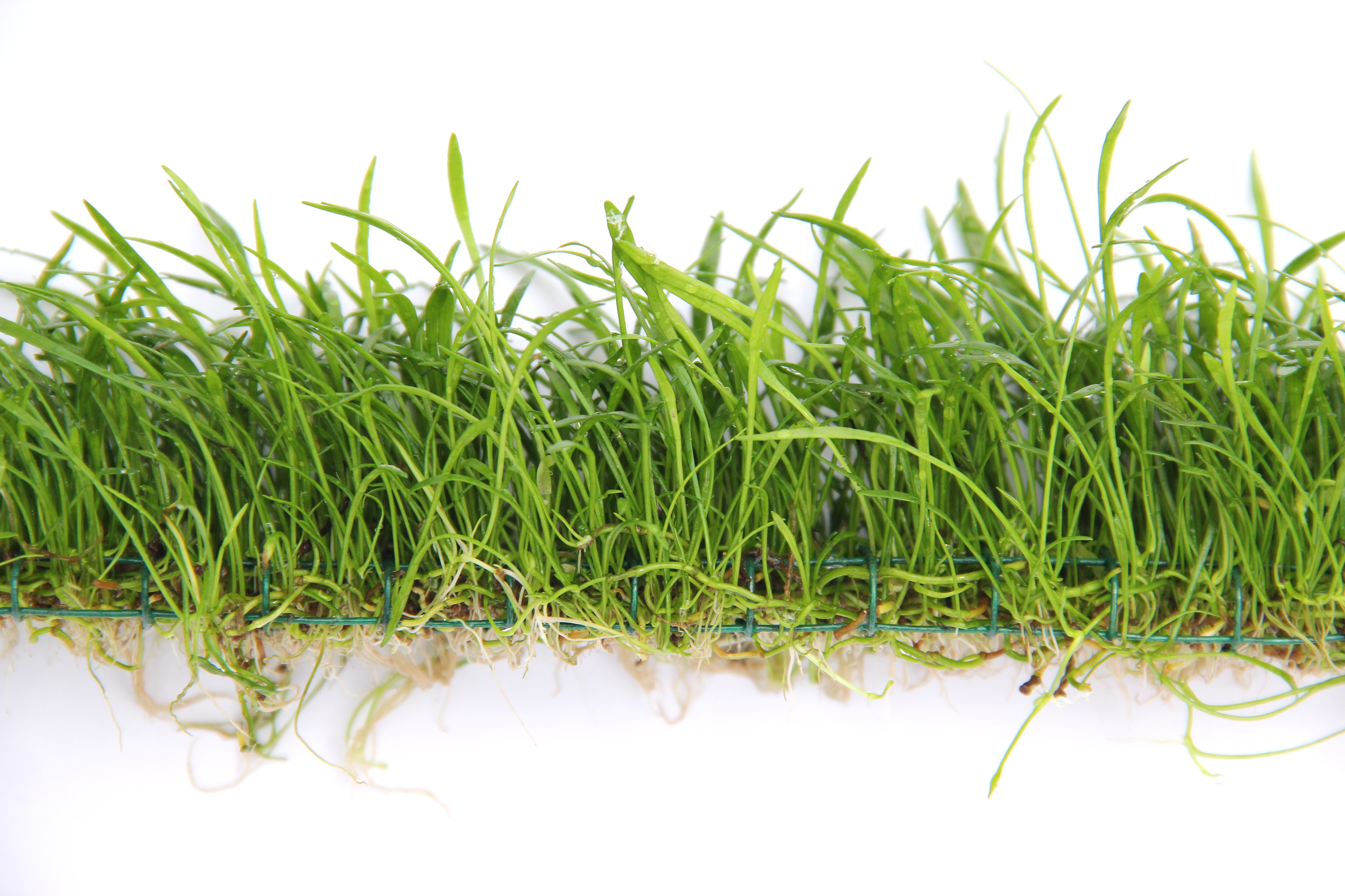 Dennerle Plants Lilaeopsis Brasiliensis på platta 3x18cm - 2