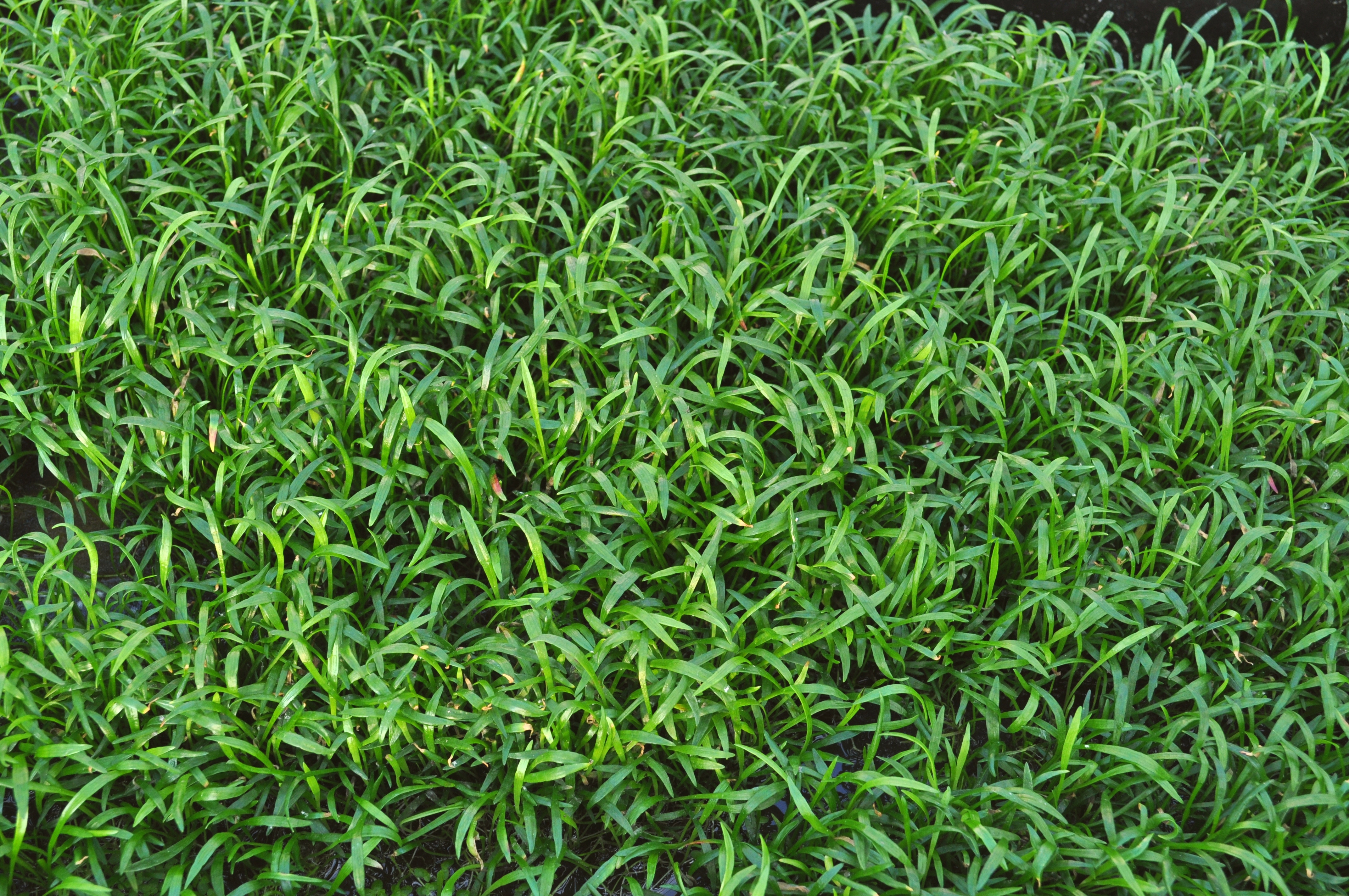 Dennerle Plants Lilaeopsis Brasiliensis på platta 9x9cm - 2