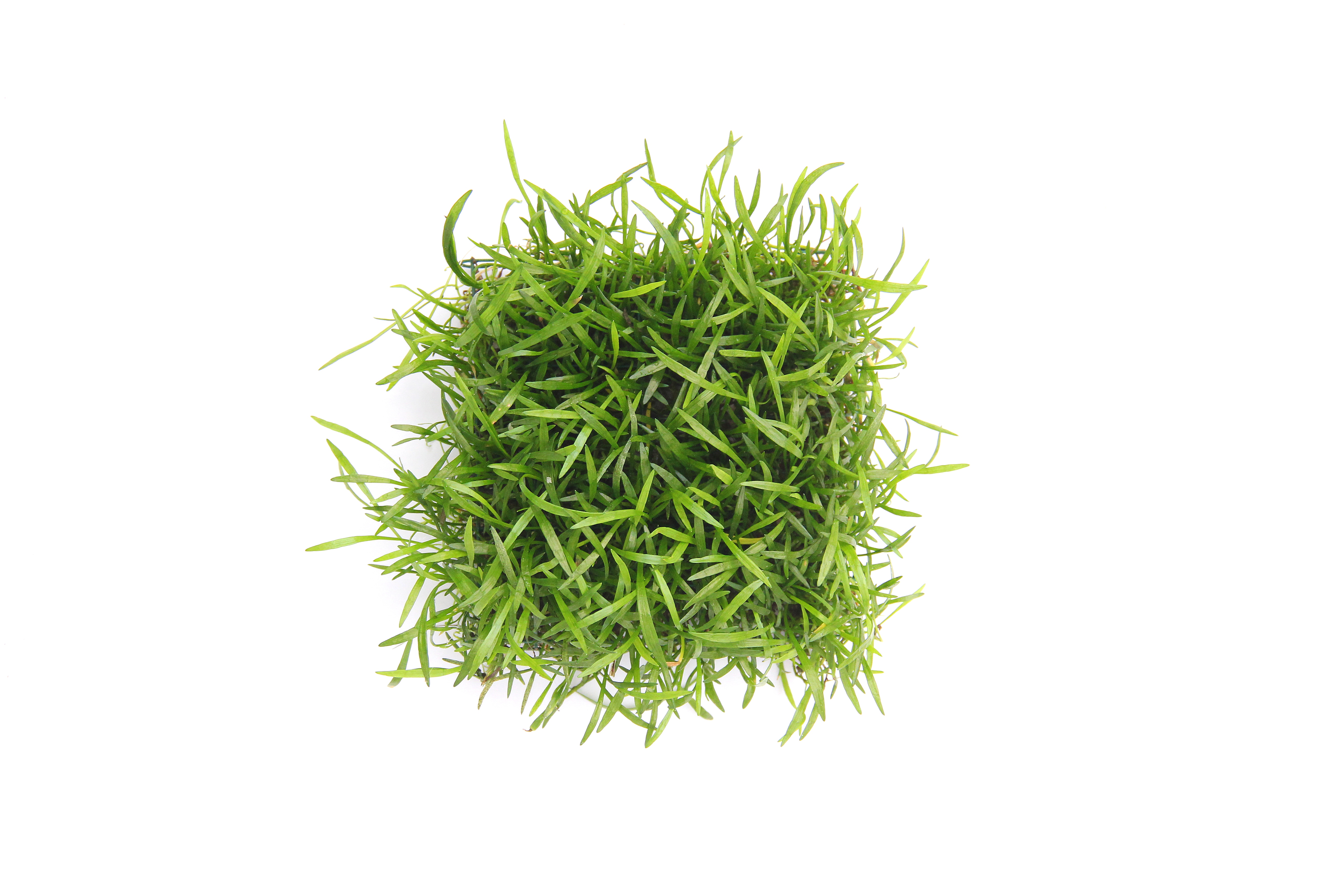 Dennerle Plants Lilaeopsis Brasiliensis på platta 9x9cm