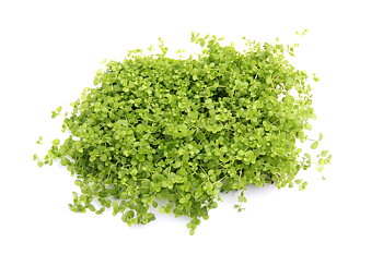 Dennerle Plants Micranthemum Tweediei 'Montecarlo' på platta 9x9cm