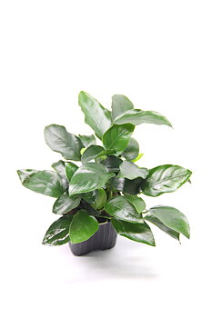 Dennerle Plants Anubias Barteri var.nana 'Bigfoot' XL
