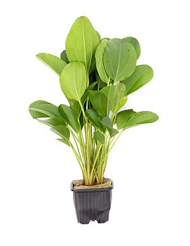 Dennerle Plants Echinodorus 'Small bear' XL