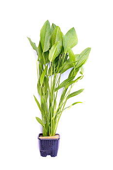 Dennerle Plants Echinodorus Argentinensis XL