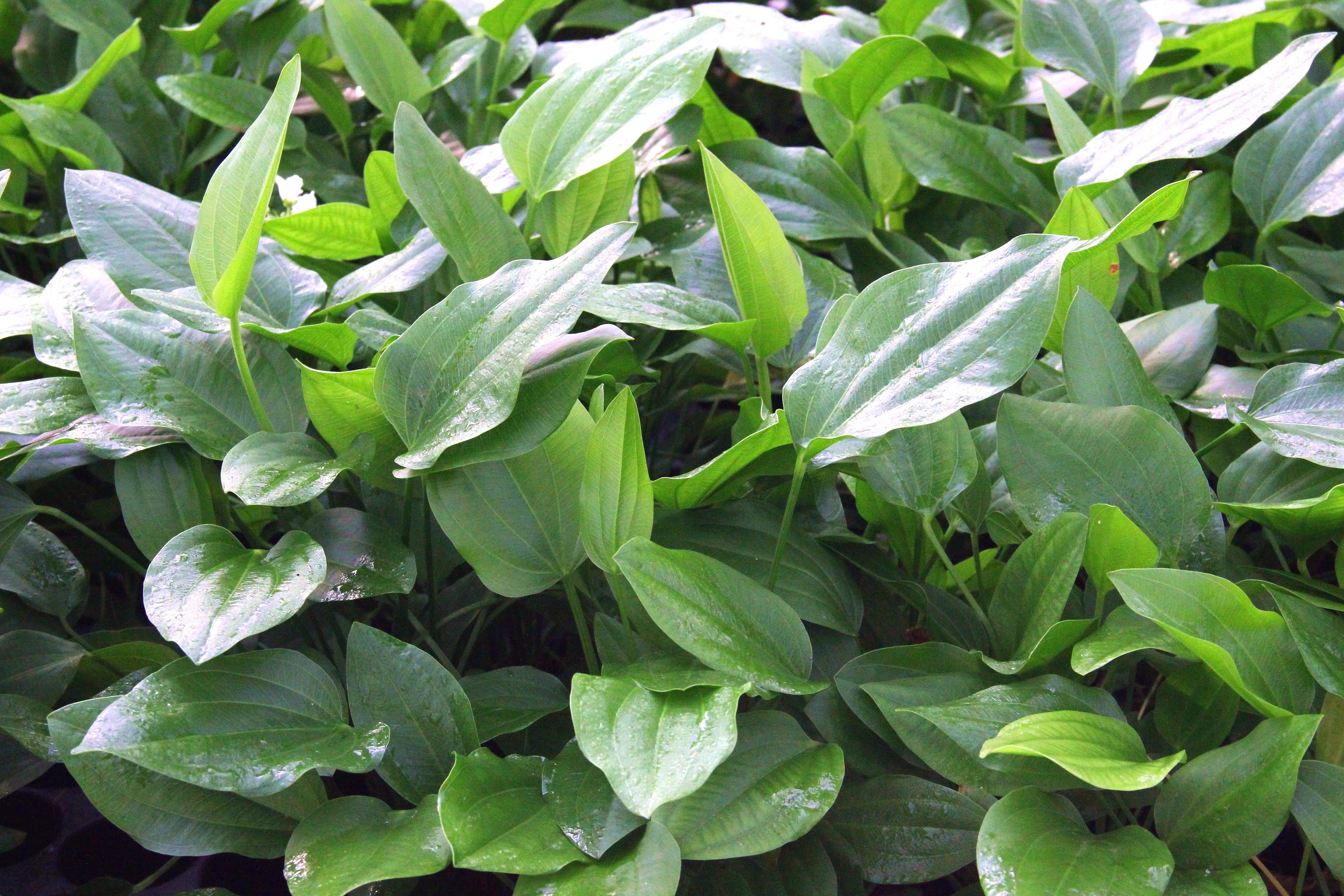 Dennerle Plants Echinodorus Argentinensis XL - 2