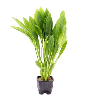 Dennerle Plants Echinodorus Grisebachii 'Bleherae' XL