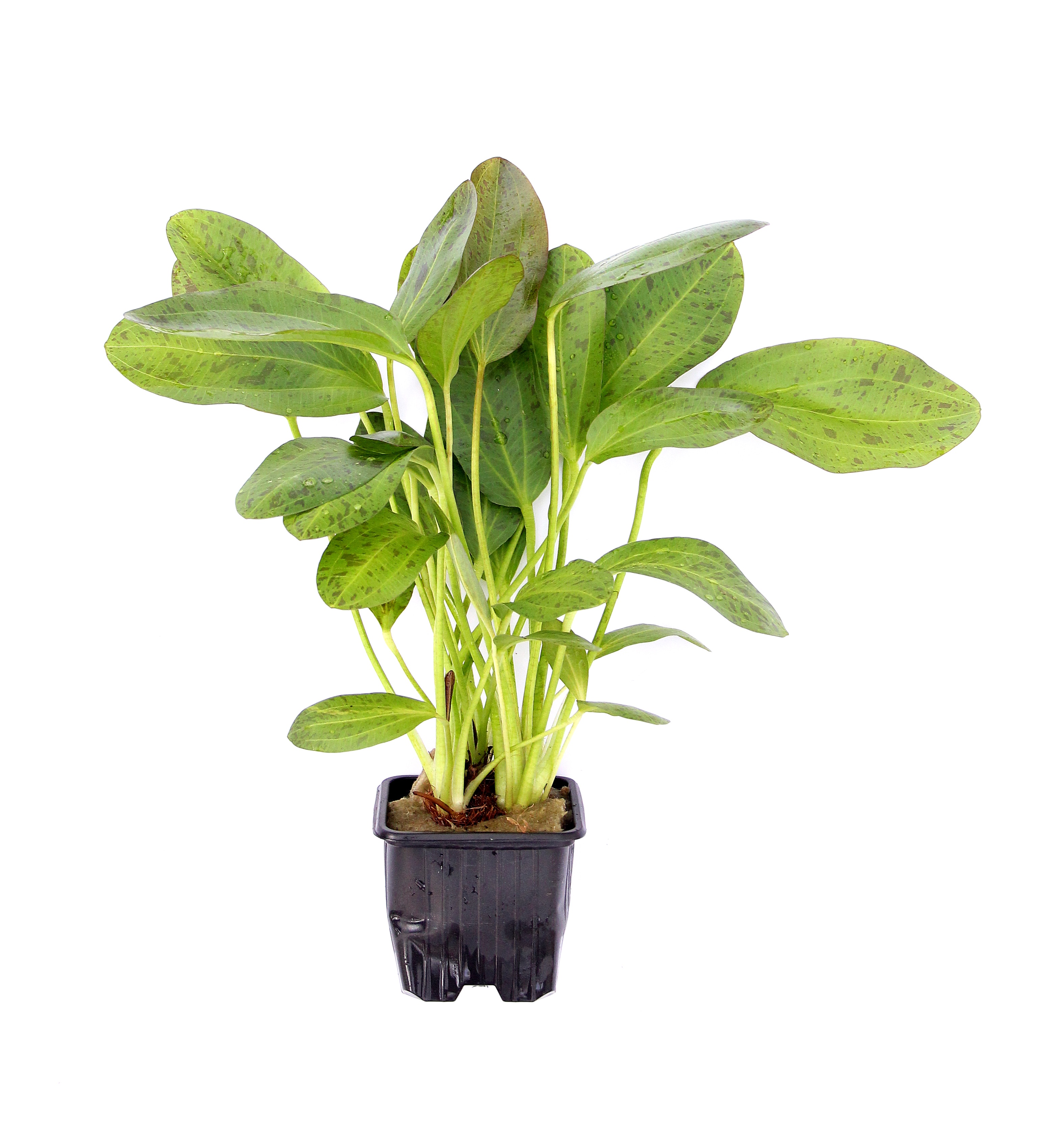 Dennerle Plants Echinodorus 'Ozelot' XL