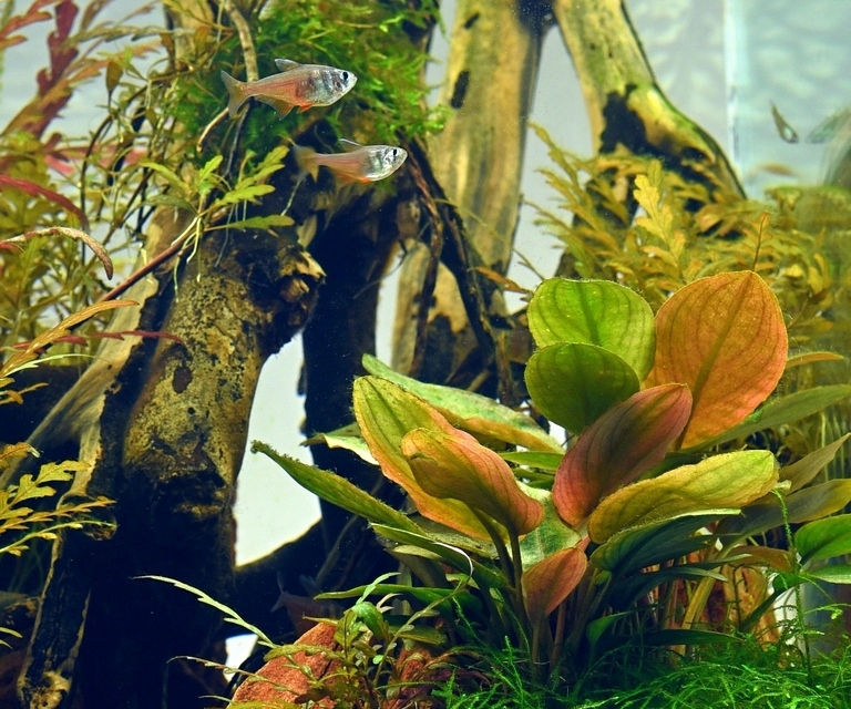 Dennerle Plants Lagenandra Meeboldii 'Red' XL - 2