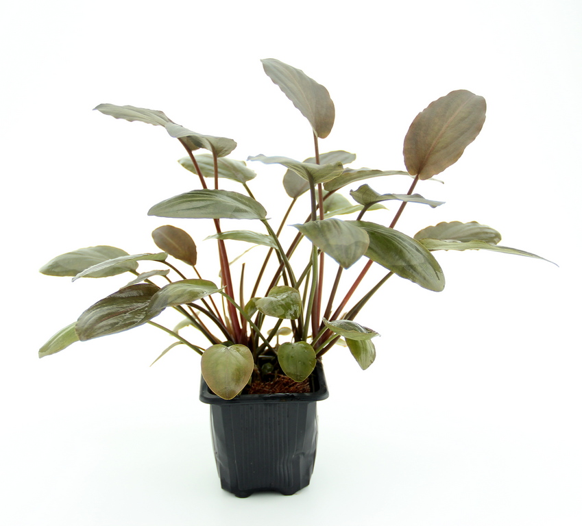Dennerle Plants Lagenandra Meeboldii 'Red' XL