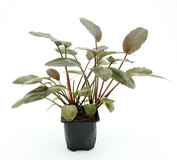 Dennerle Plants Lagenandra Meeboldii 'Red' XL