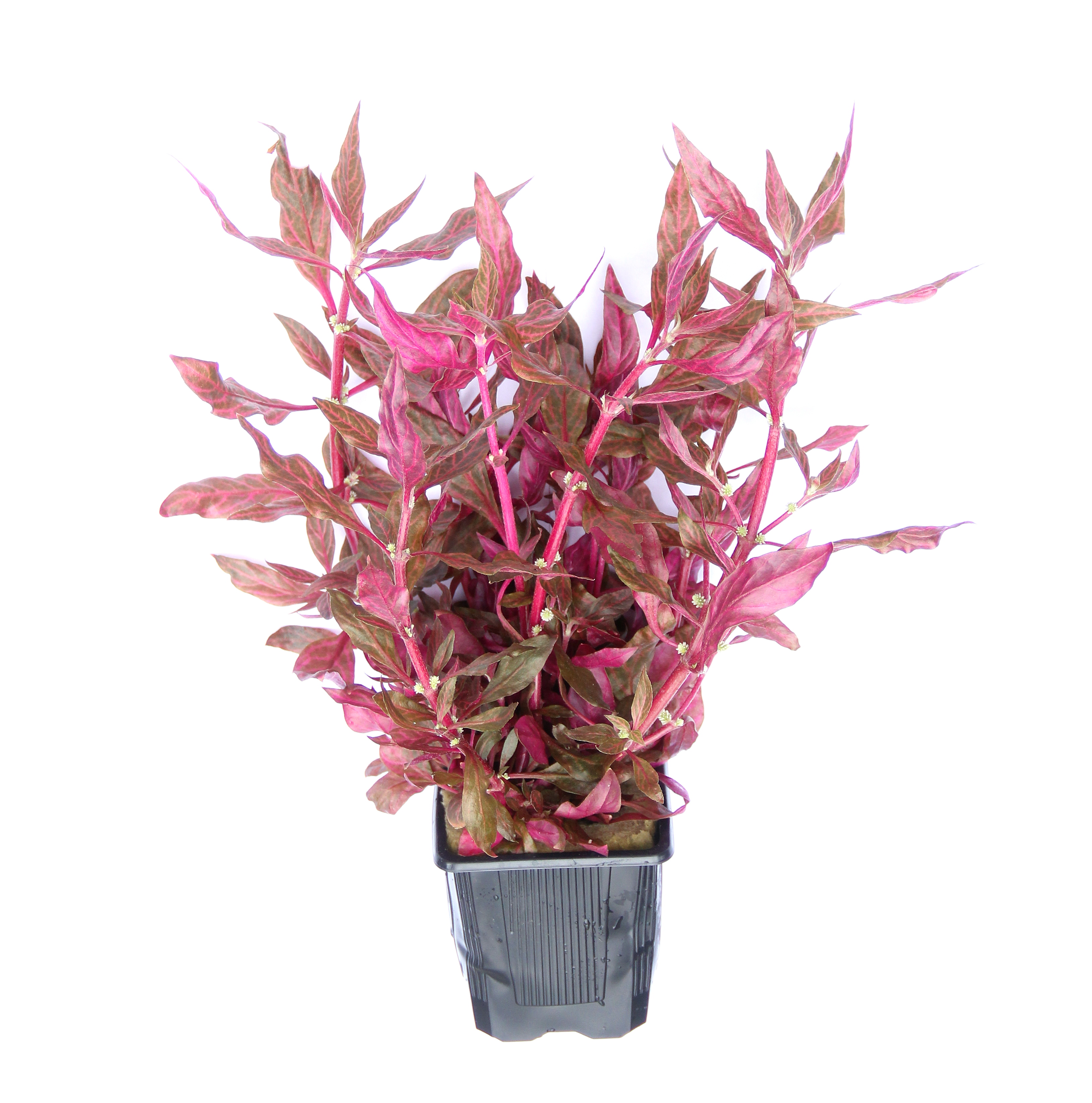 Dennerle Plants Alternanthera reineckii 'Red Ruby' XXL