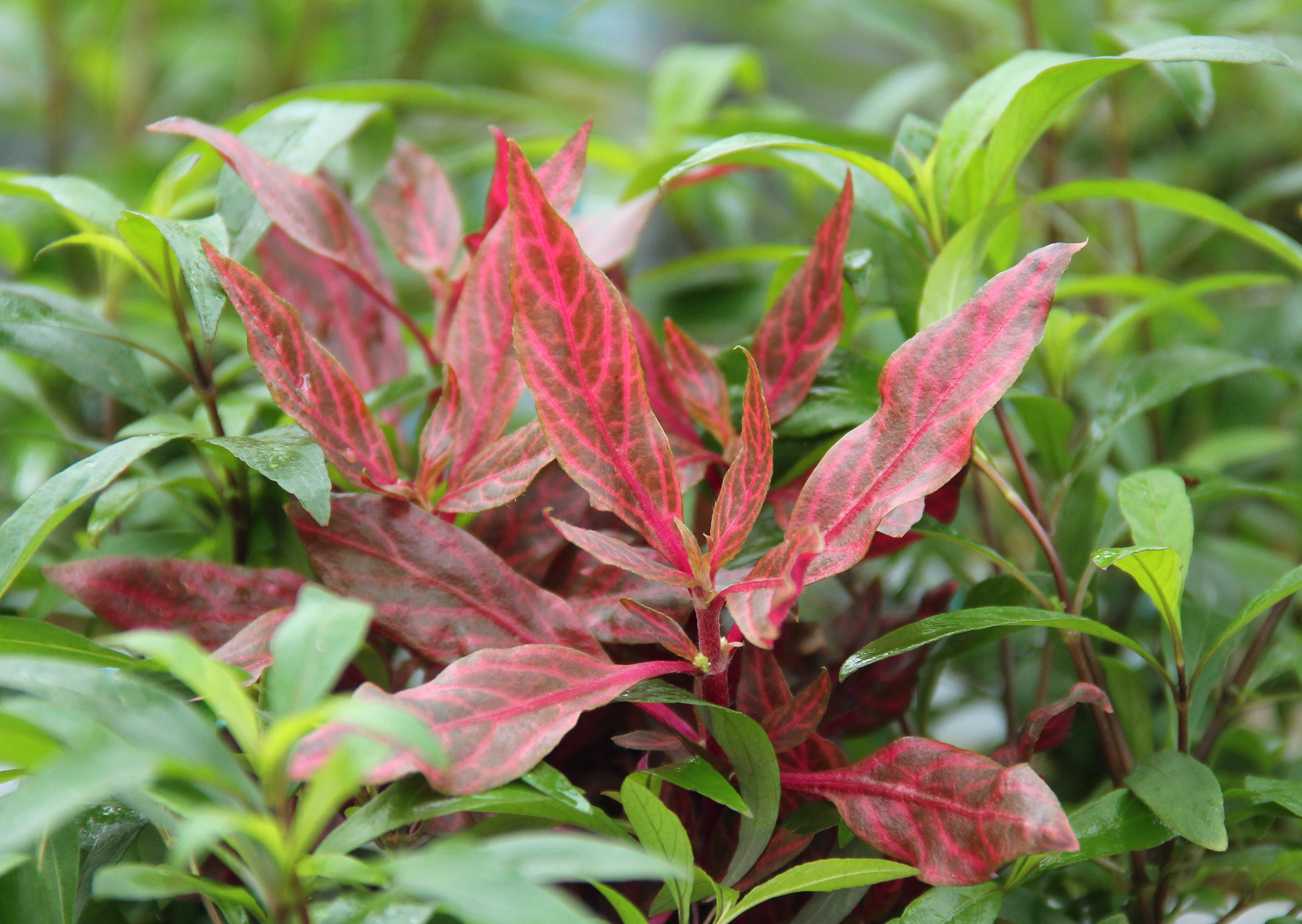 Dennerle Plants Alternanthera reineckii 'Red Ruby' XXL - 2