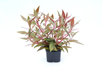 Dennerle Plants Alternanthera Reineckii 'Red' XXL