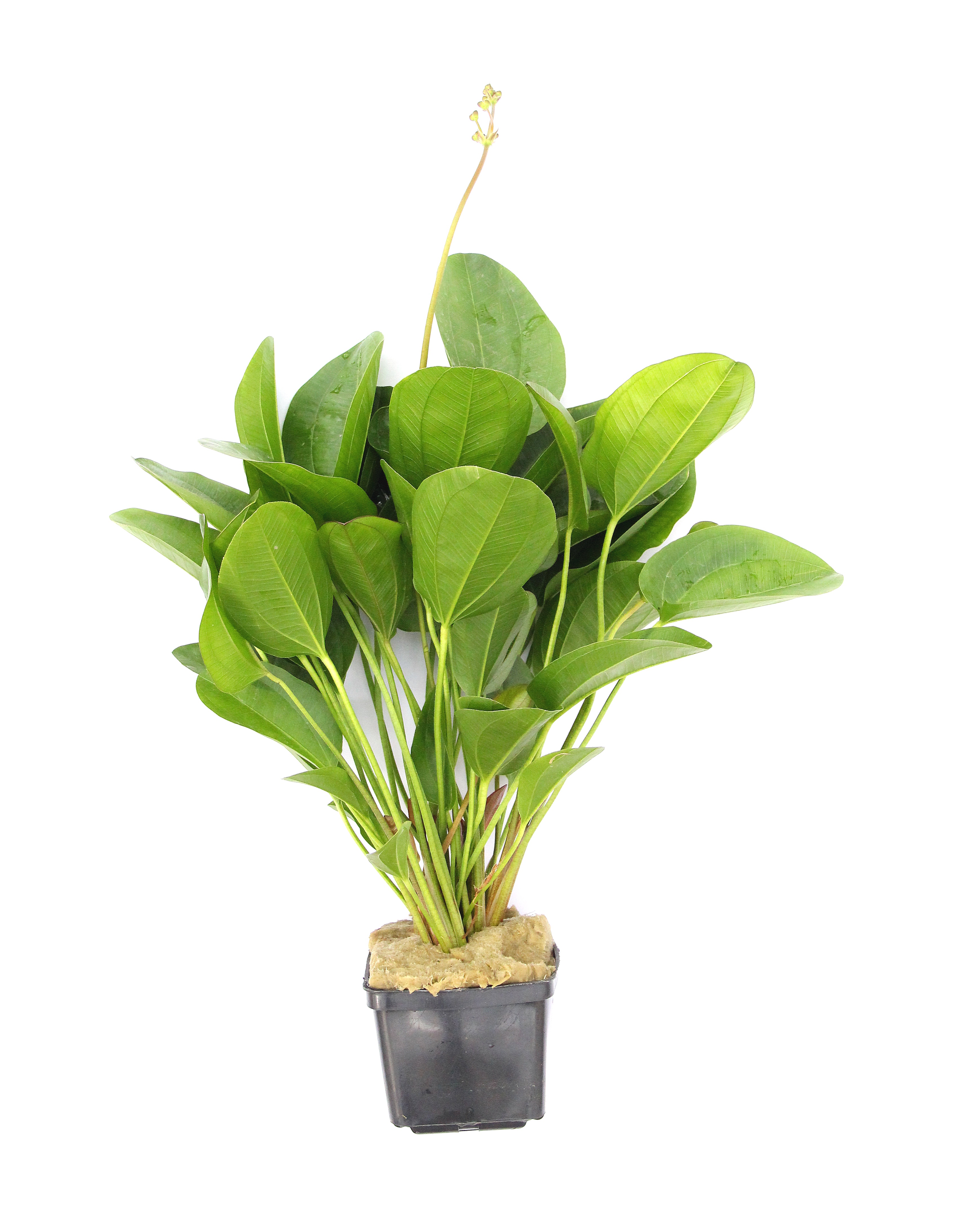 Dennerle Plants Echinodorus 'Small bear' XXL
