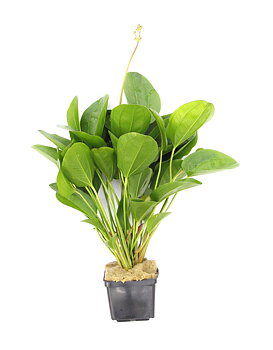 Dennerle Plants Echinodorus 'Small bear' XXL