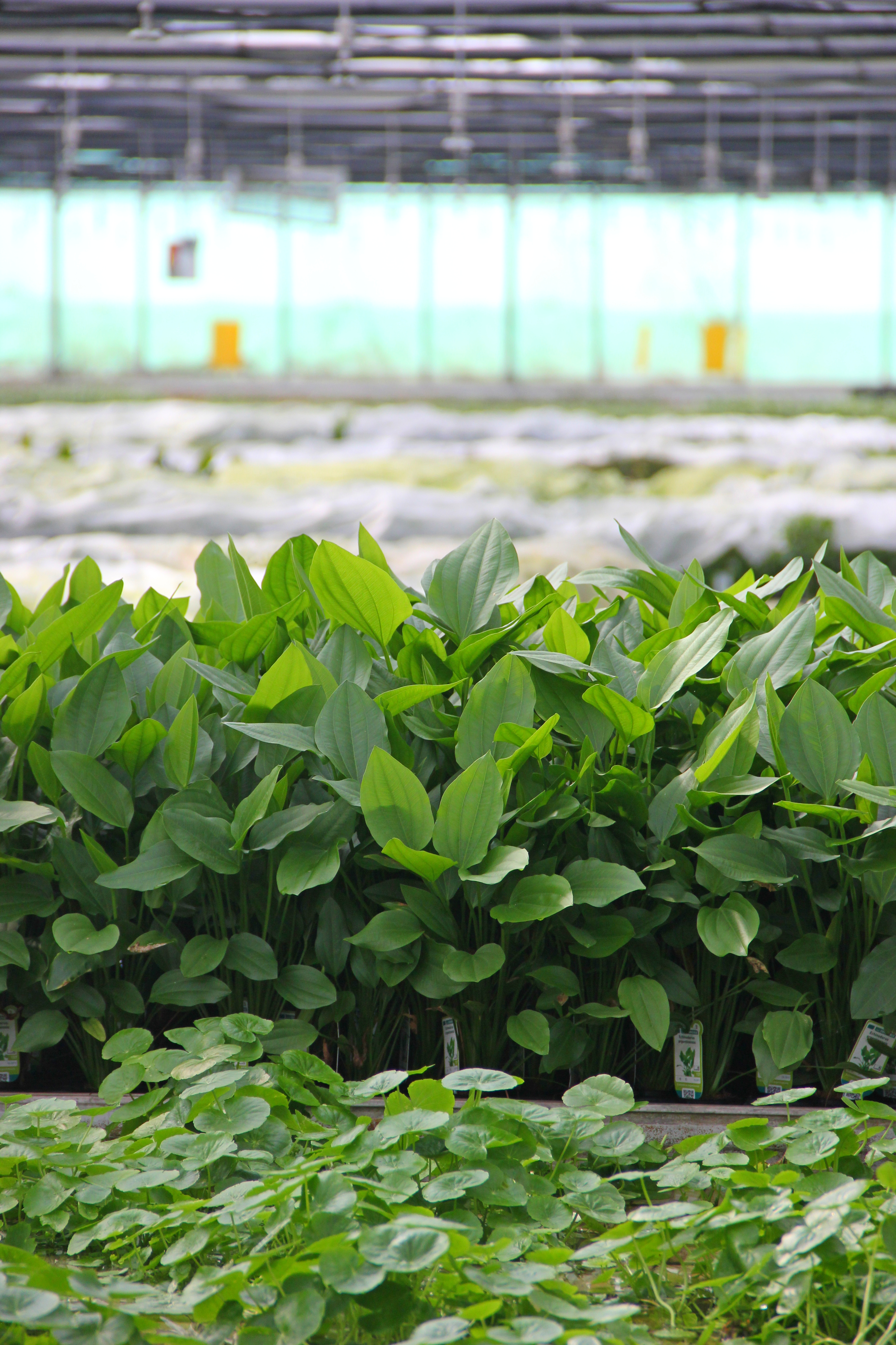 Dennerle Plants Echinodorus Argentinensis XXL - 2