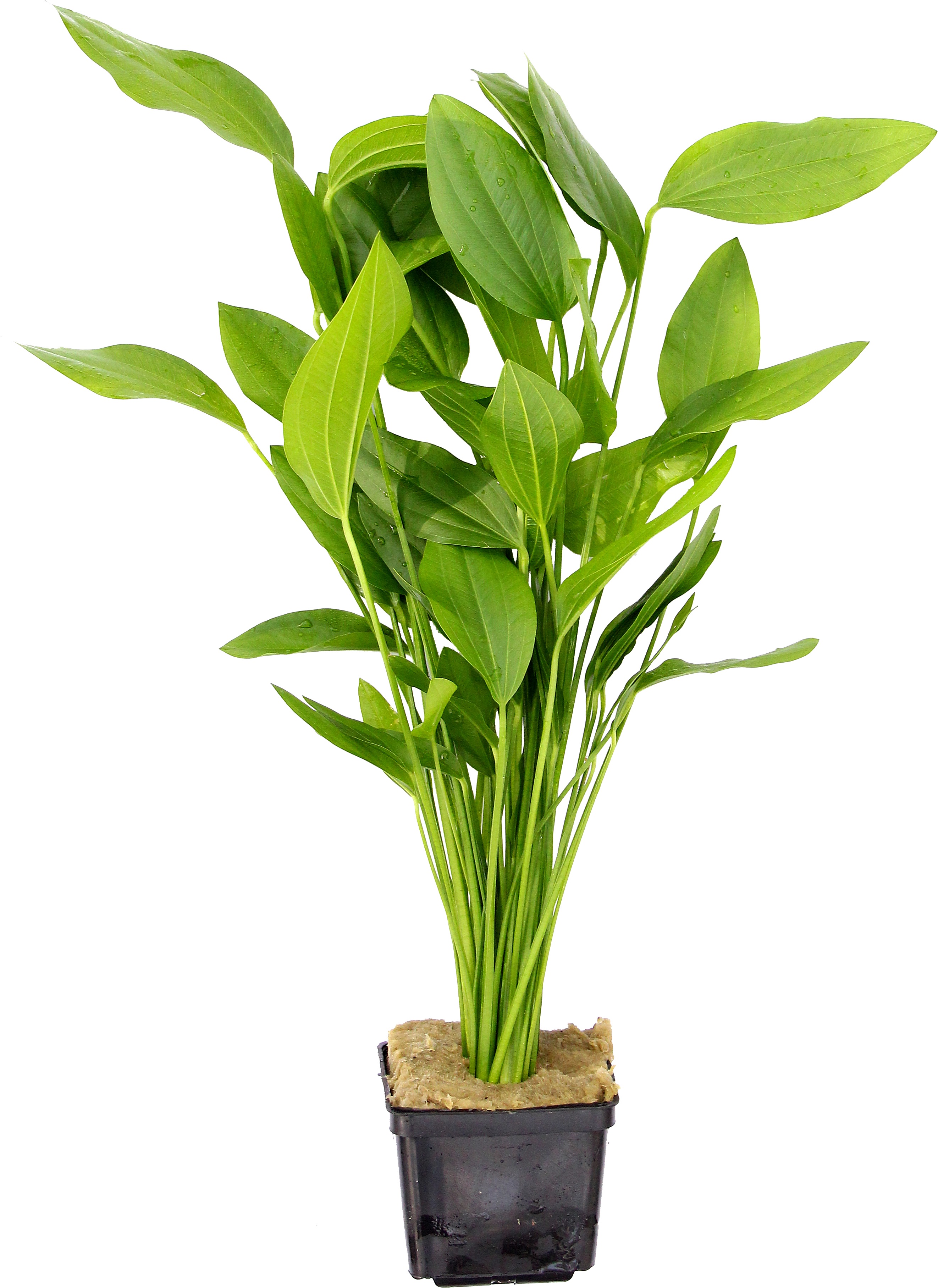 Dennerle Plants Echinodorus Argentinensis XXL