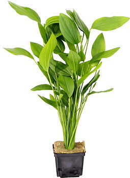 Dennerle Plants Echinodorus Argentinensis XXL
