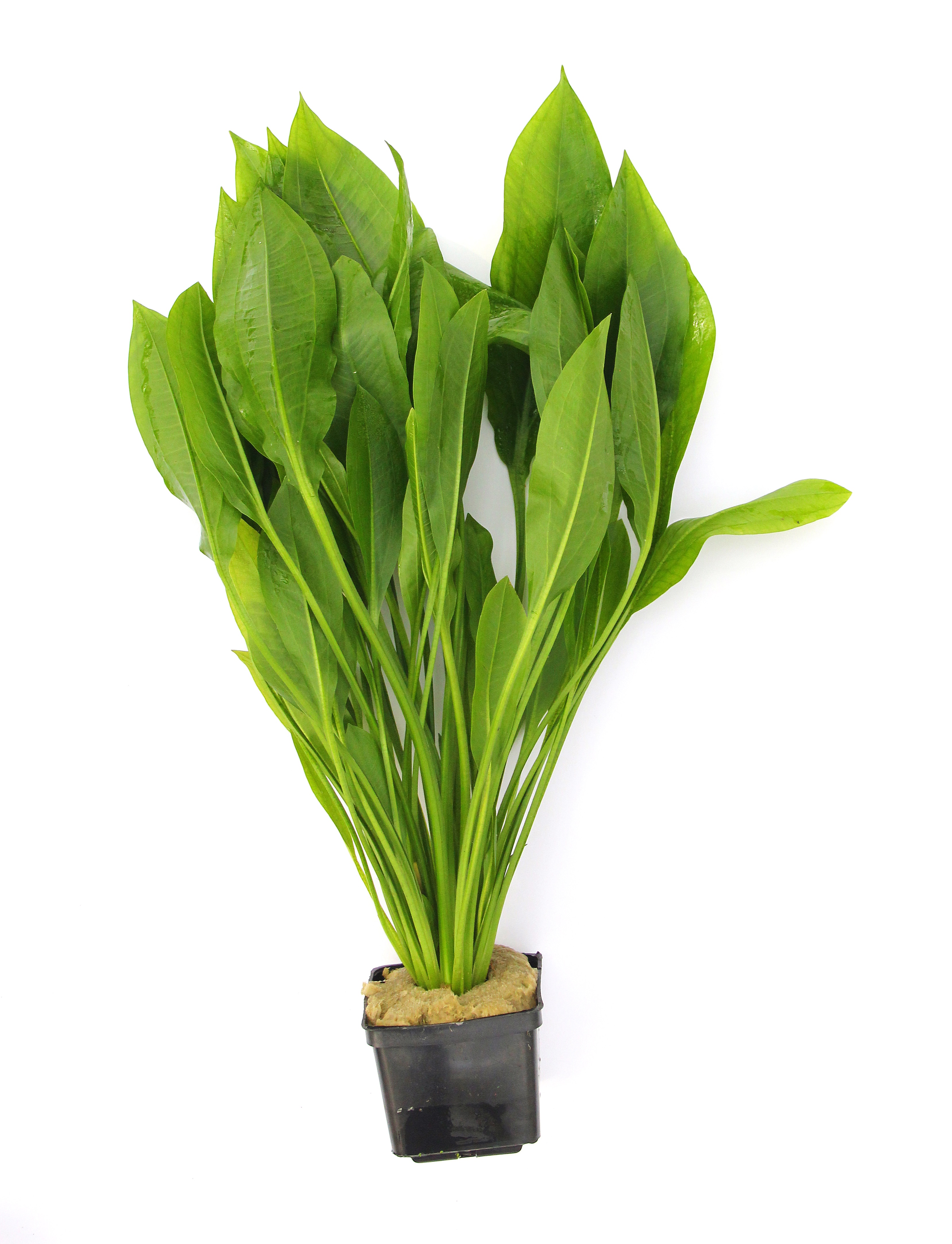 Dennerle Plants Echinodorus Grisebachii 'Bleherae' XXL