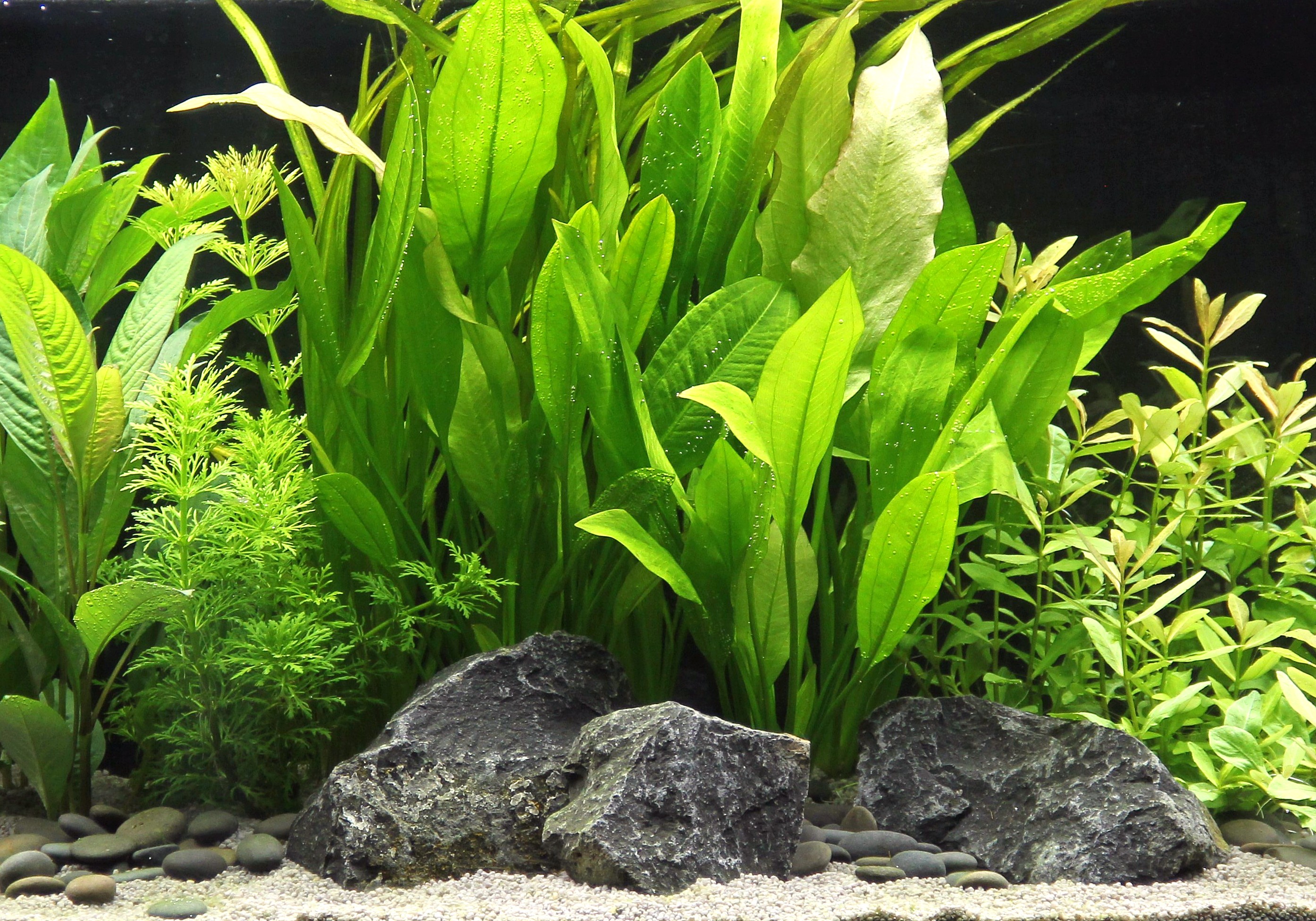 Dennerle Plants Echinodorus Grisebachii 'Bleherae' XXL - 2