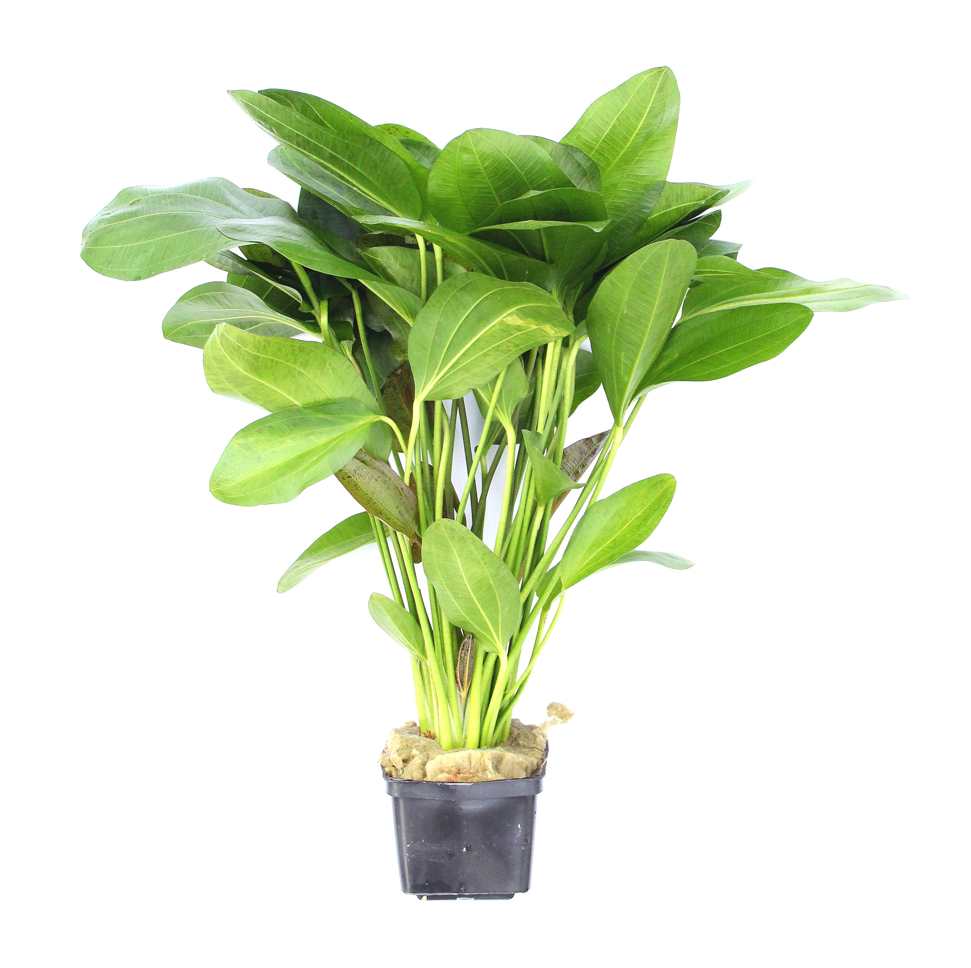 Dennerle Plants Echinodorus 'Ozelot' XXL