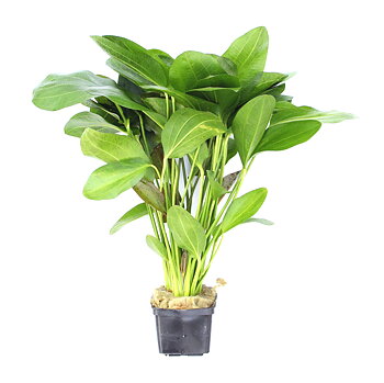 Dennerle Plants Echinodorus 'Ozelot' XXL