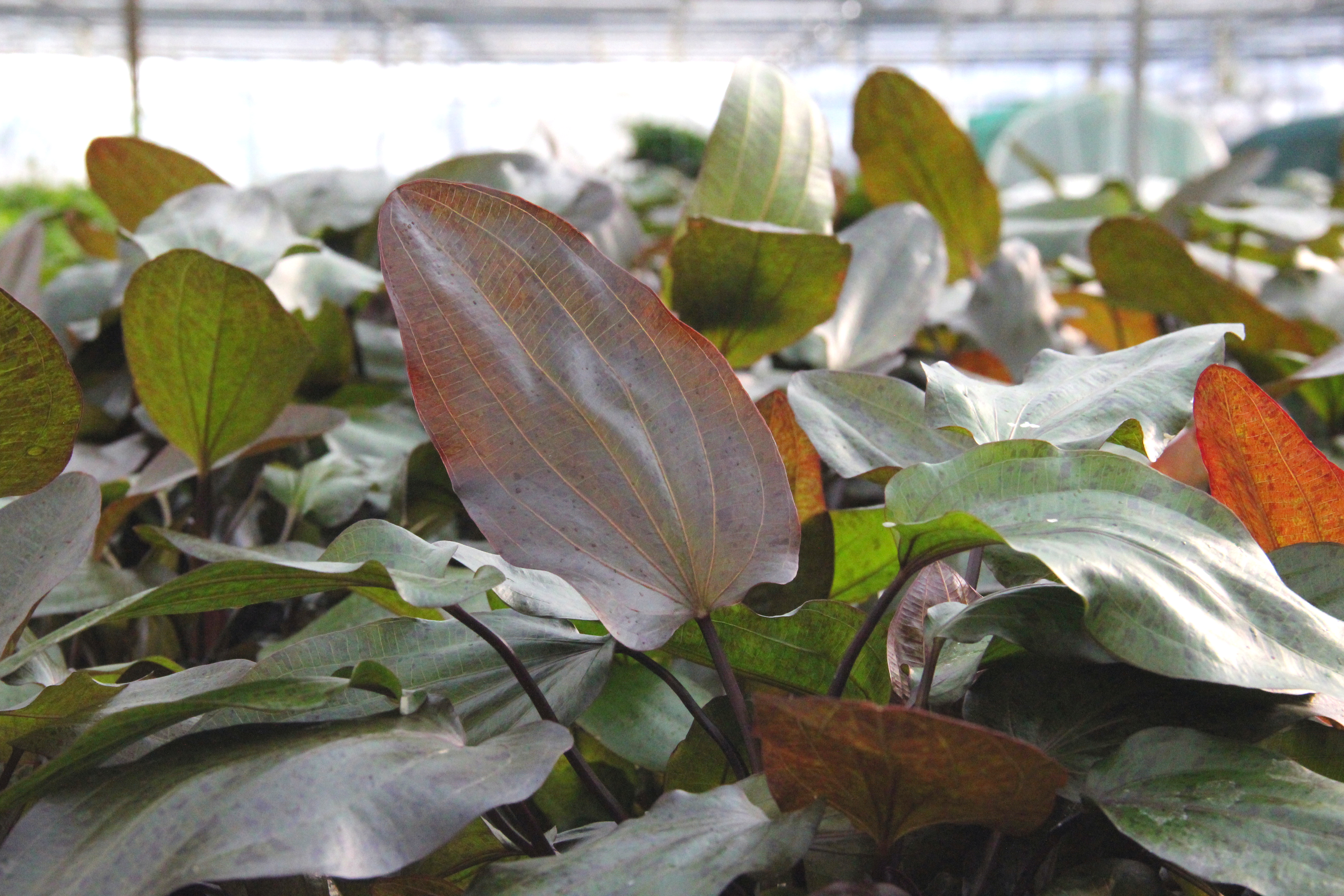 Dennerle Plants Echinodorus 'Ozelot' XXL - 2