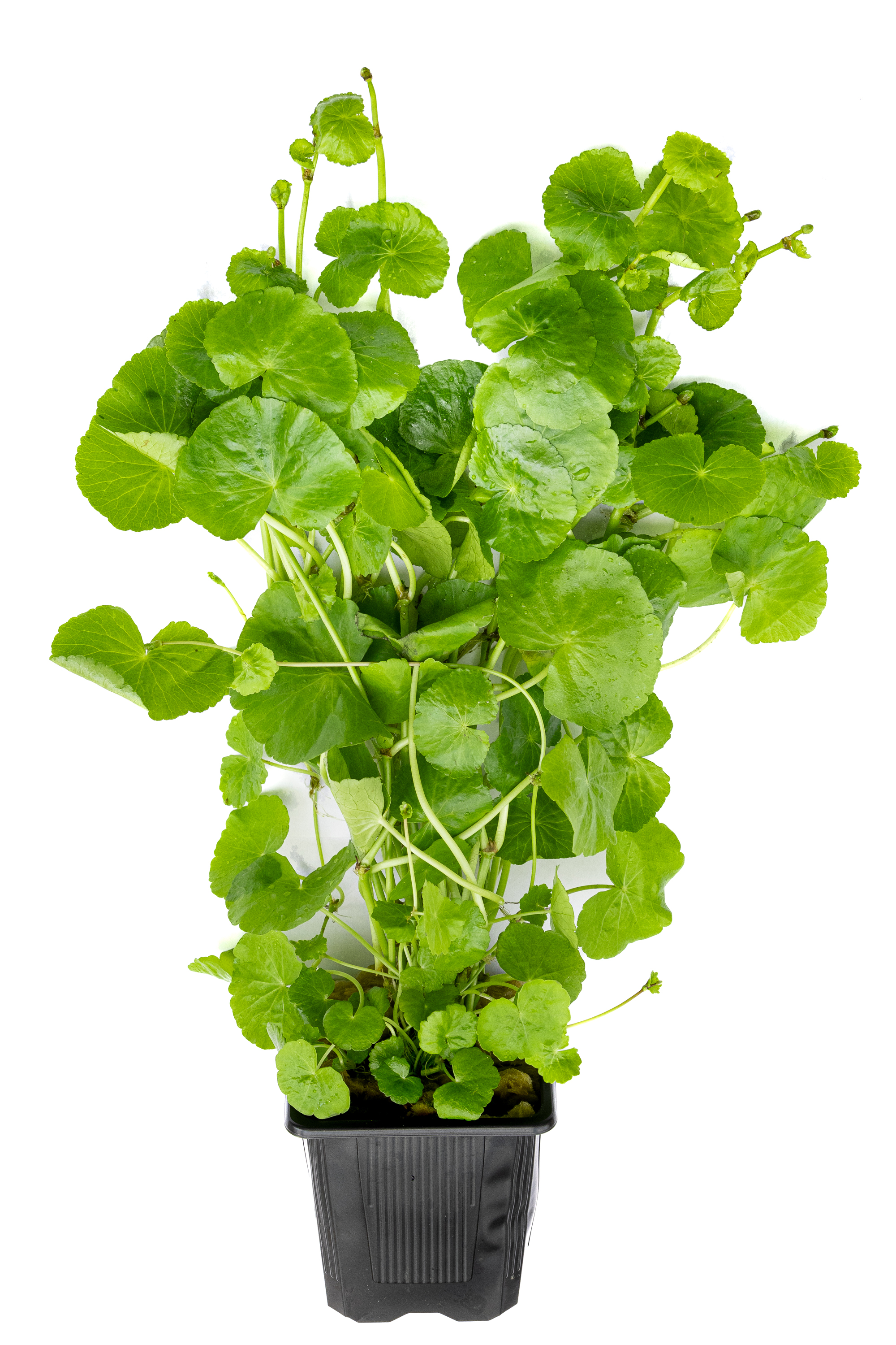 Dennerle Plants Hydrocotyle Leucocephala XXL