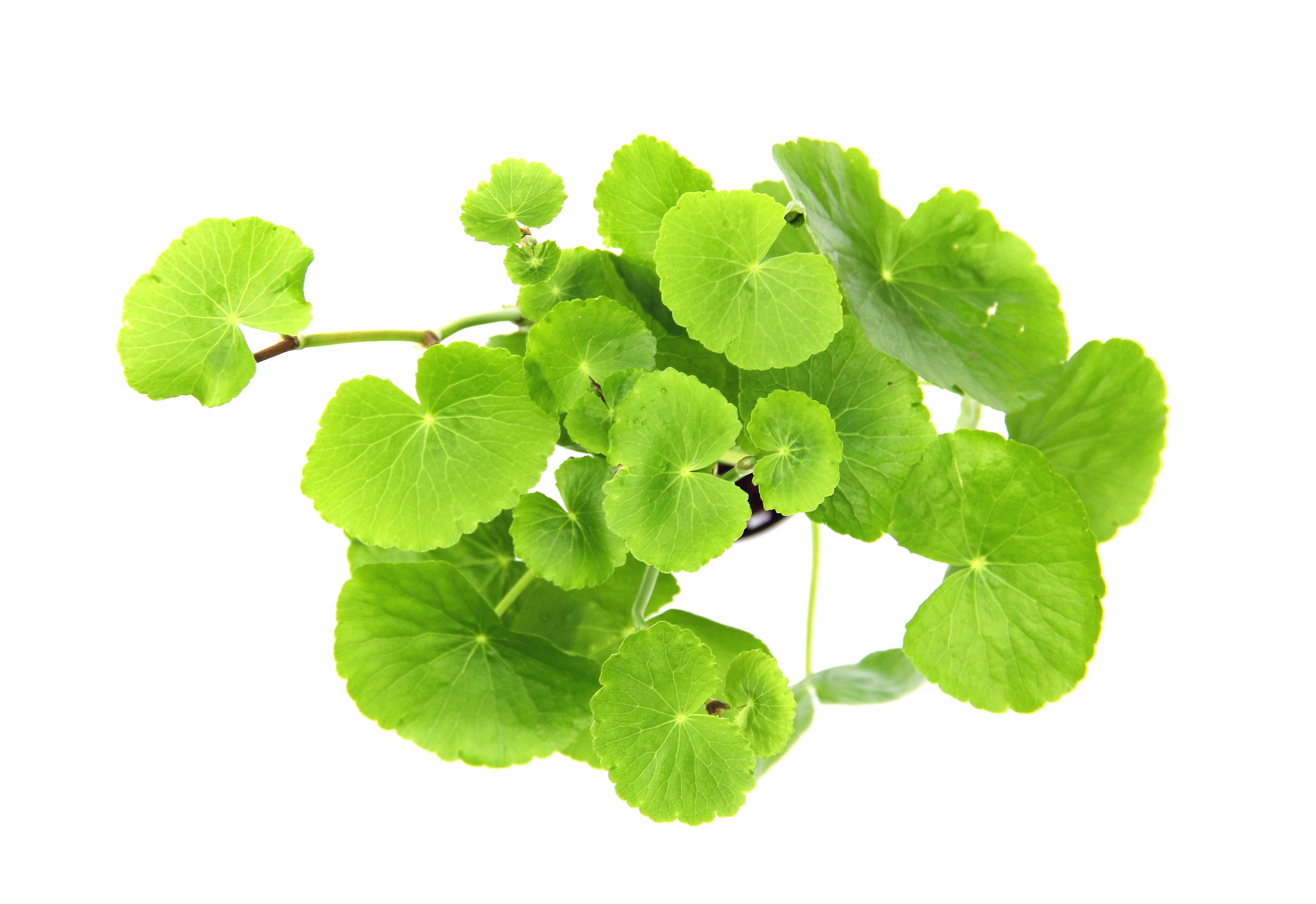 Dennerle Plants Hydrocotyle Leucocephala XXL - 2