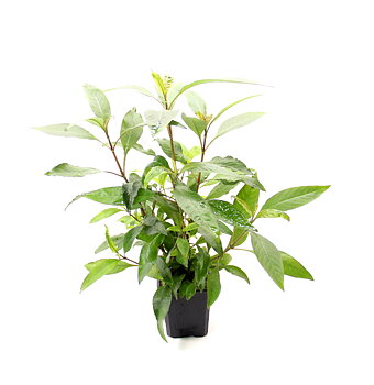 Dennerle Plants Hygrophila Corymbosa 'Stricta' XXL