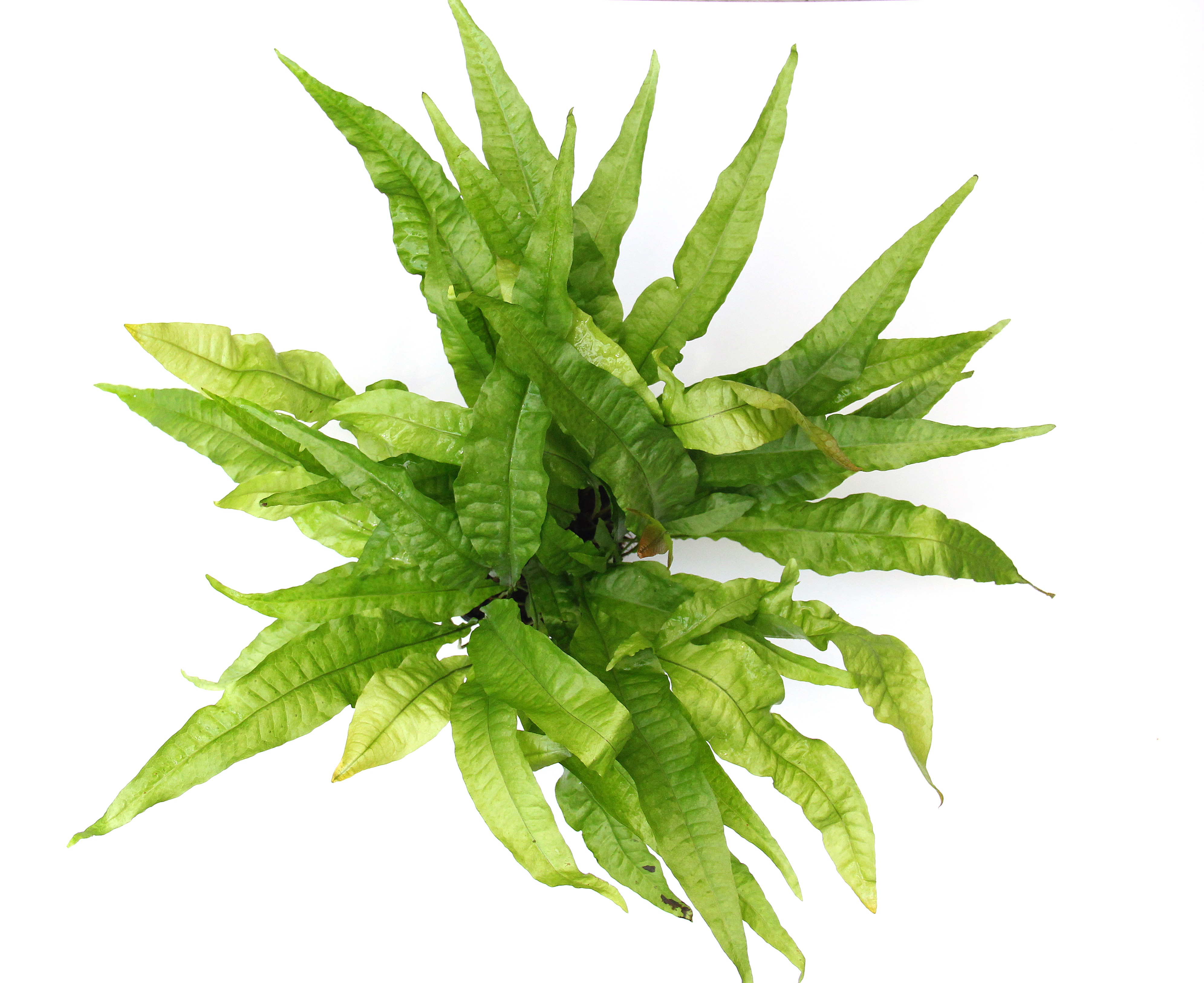 Dennerle Plants Microsorum Pteropus XXL - 2