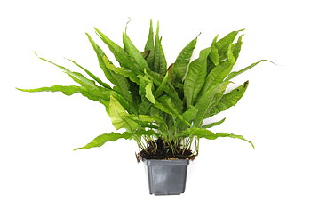 Dennerle Plants Microsorum Pteropus XXL