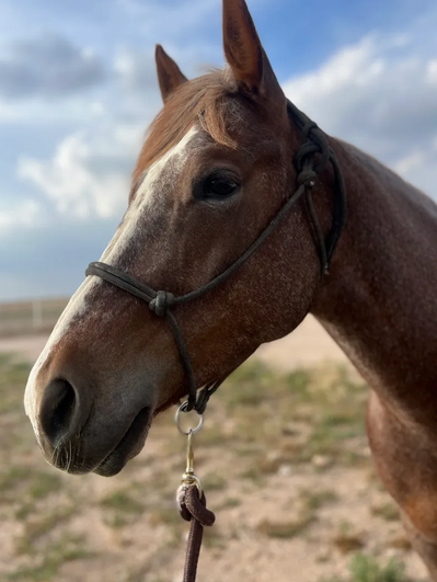 Rope halter Double Diamond #100 (sharp) "Mike Major", average - 11