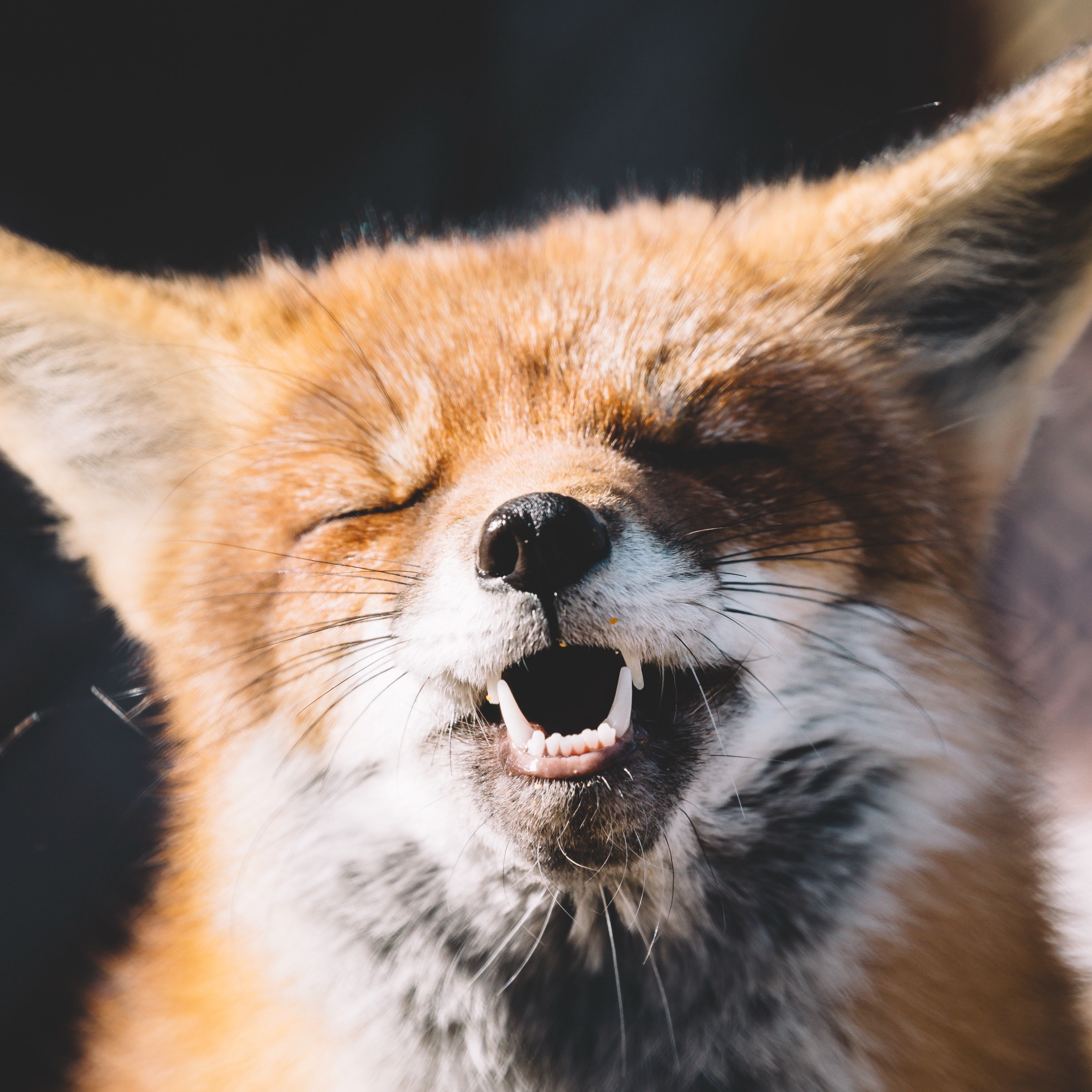 Rävbody - 4