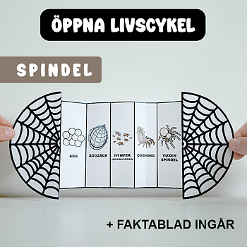 Höstpyssel - Spindelns Livscykel