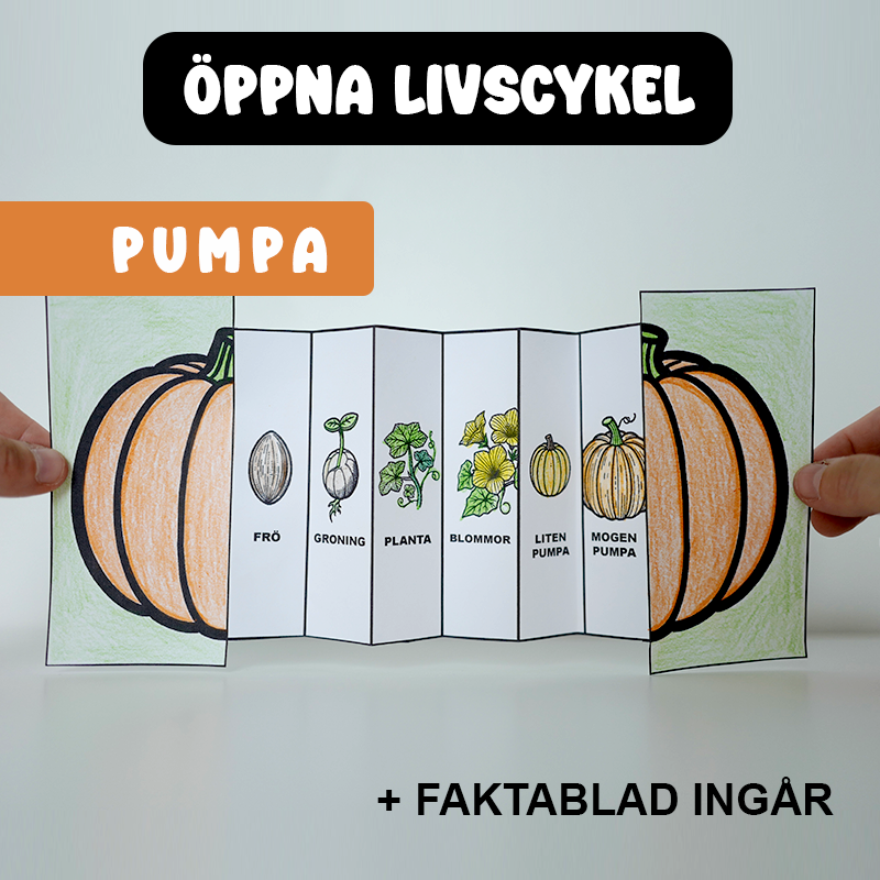Höstpyssel - Pumpans Livscykel