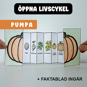 Höstpyssel - Pumpans Livscykel