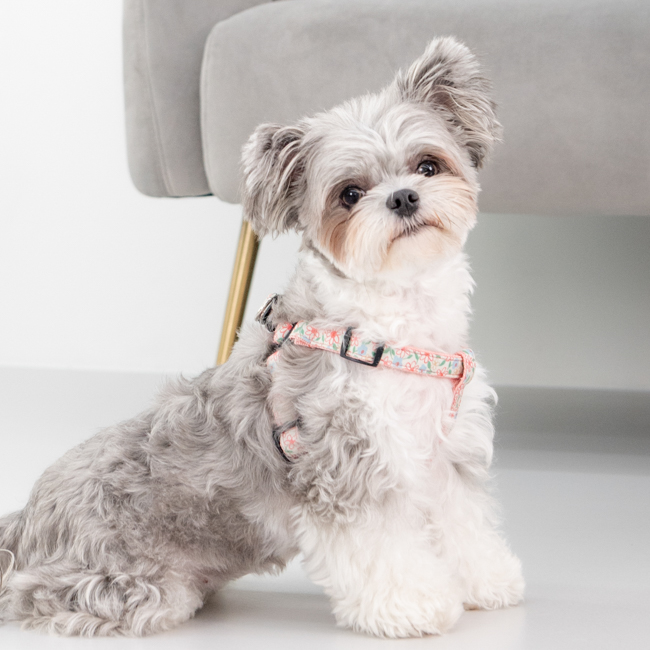 Puppia Lilac H-Sele Rosa - 2